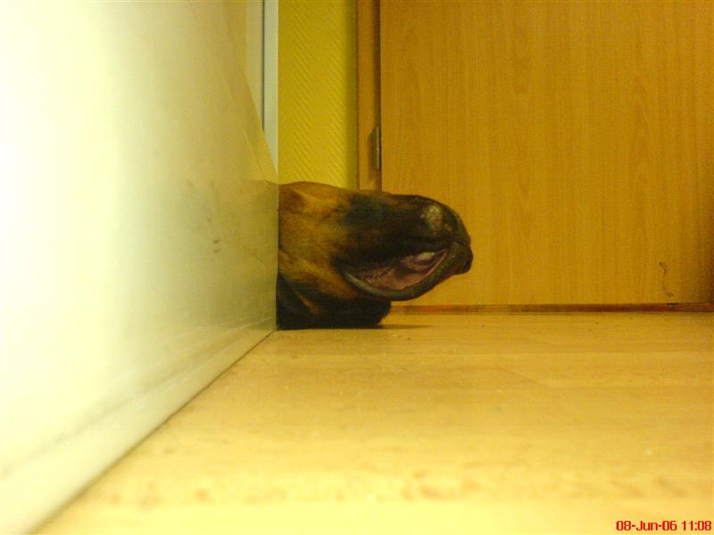 bekloppter hund3.jpg