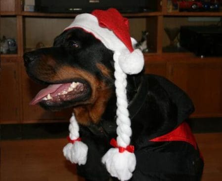 dezember2008-036-medium