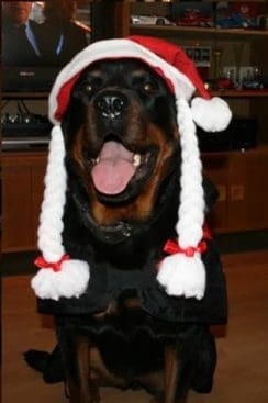 dezember2008-039-medium