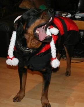 dezember2008-042-medium