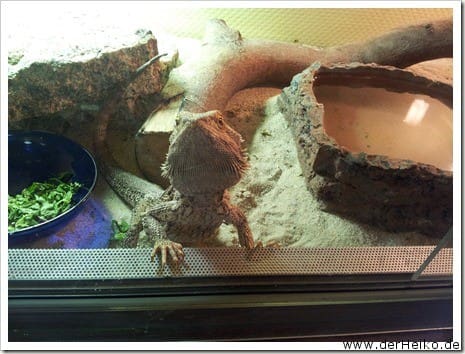 CameraZOOM-20120629133459854