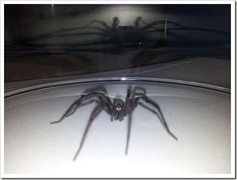 CameraZOOM-20121121182950704 (Groß)