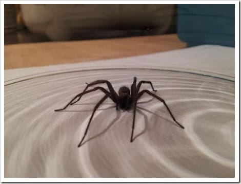 CameraZOOM-20121121183006627 (Groß)