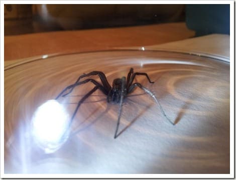 CameraZOOM-20121121183156221 (Groß)