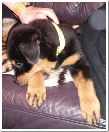 IMG_20121225_192009 (Groß)