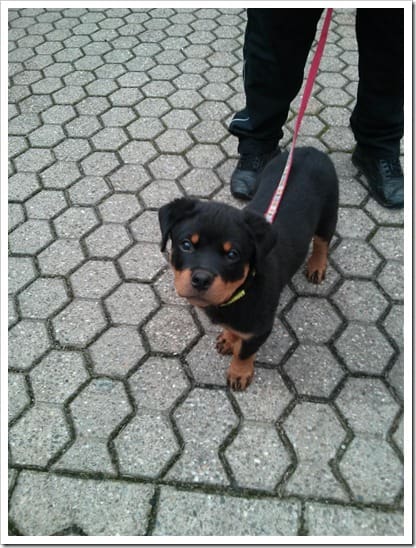 IMG_20130102_151640 (Groß)