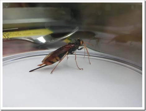 CIMG1387 (Gro&szlig;)