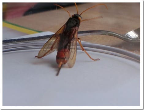 CIMG1411 (Gro&szlig;)