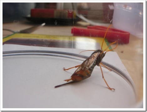 CIMG1419 (Gro&szlig;)