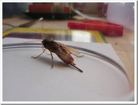 CIMG1421 (Gro&szlig;)