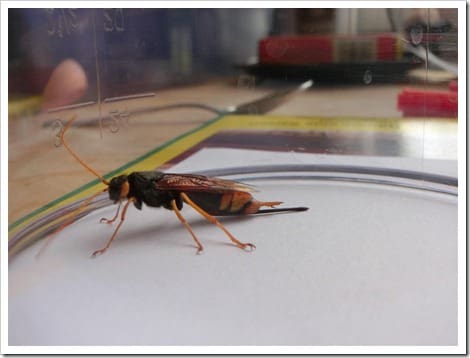 CIMG1423 (Gro&szlig;)