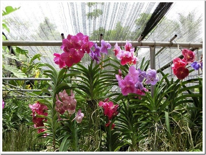 CIMG3121 (Mittel)_thumb