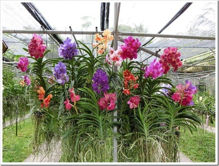 CIMG3129 (Mittel)_thumb