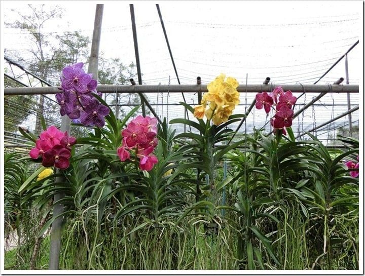 CIMG3139 (Mittel)_thumb