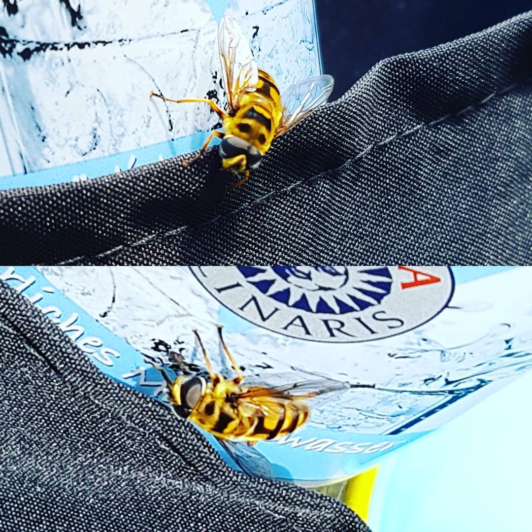 Halb Fliege, halb Biene. Eine Schwebefliege. Was es nicht alles gibt