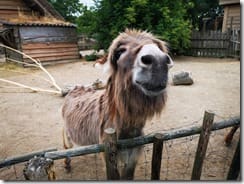 IMG_20190710_122310 (Groß)