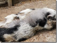 IMG_20190710_122625 (Groß)