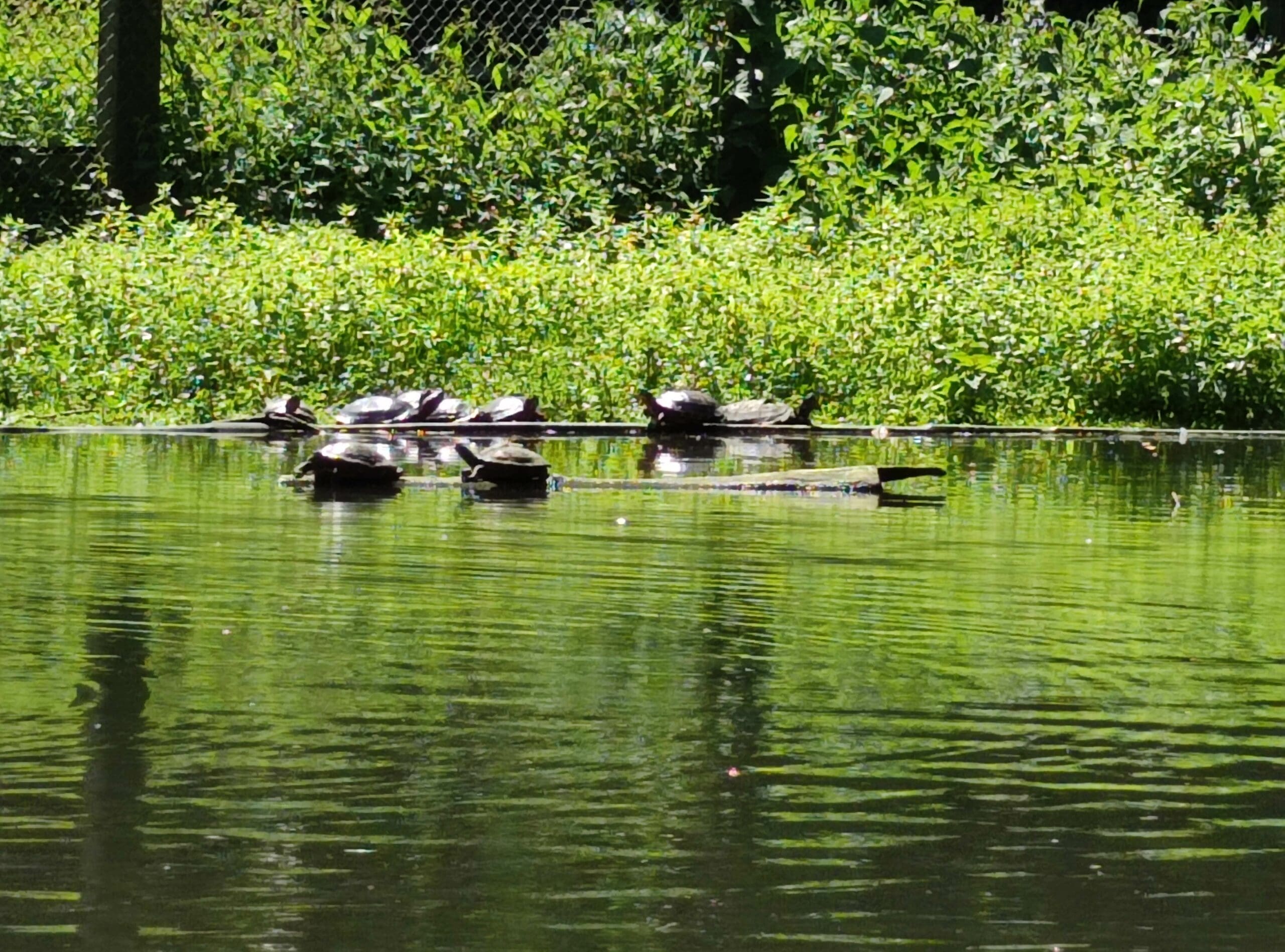 Wildpark Tannenbusch Dormagen